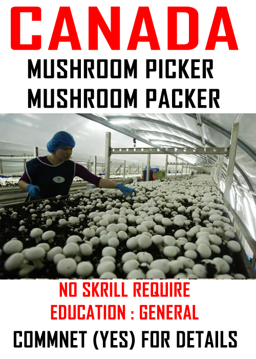 Mushroom Picker Job in Canada